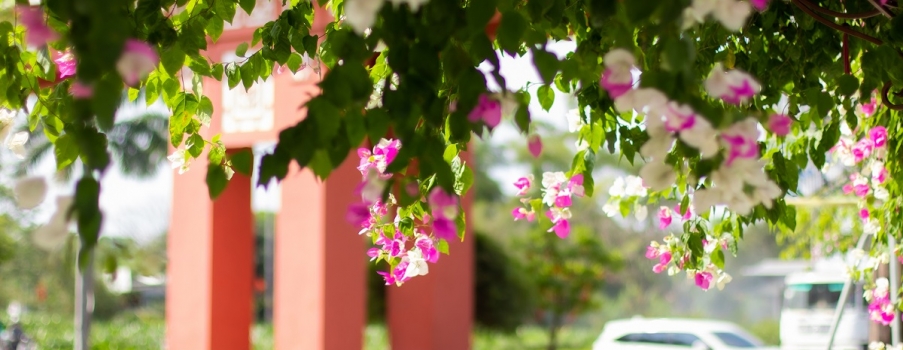 Hoa giấy chạm ngõ Ecogarden