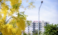 Có con đường mang tên hoa Hoàng Yến tại khu đô thị Ecogarden 