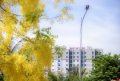 Có con đường mang tên hoa Hoàng Yến tại khu đô thị Ecogarden 